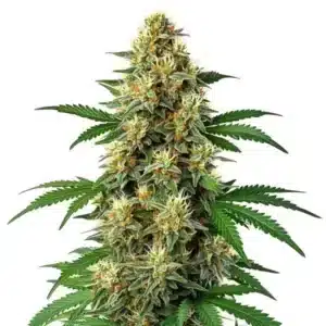 Green Poison Auto F1 avec trichomes denses et pistils orange clair.