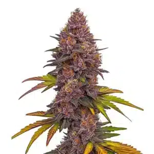 Grizzly Purple Auto cannabis plant with purple frosty buds