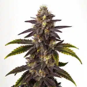 Gros plan de la plante de cannabis Gruntz avec des bourgeons denses et des feuilles violettes.