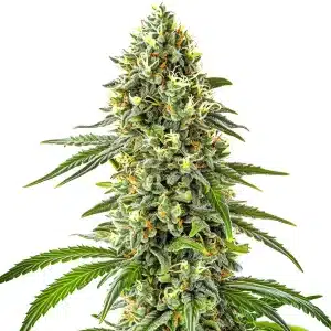 Gros plan d’un plant de cannabis Guanabana aux bourgeons résineux et pistils jaunes.