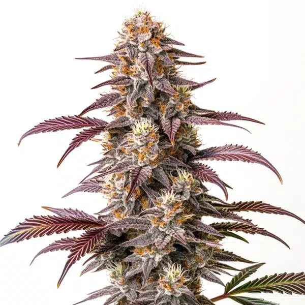 Guava Extraction de cannabis