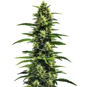 Plante de cannabis Gushers avec des bourgeons denses et cristallisés.