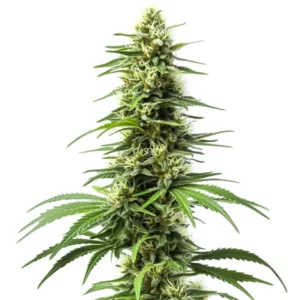 Plante de cannabis Harlequin riche en CBD avec des fleurs vertes et orangées.