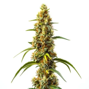 Harlequin Kimbo Kush Fast Version CBD plant with balanced green buds and resin