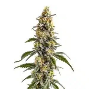 Plante de cannabis Harlequin x Bubba Kush Regular avec une structure équilibrée des fleurs