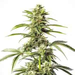 Plante de cannabis Hash Passion Regular avec des têtes cristallisées riches en résine.
