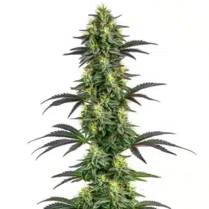 Plante de cannabis Hawaii x Purple Skunk avec des fleurs colorées et feuillage exotique.