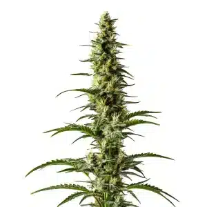 Plante de cannabis Hawaii x Purple Skunk Regular aux bourgeons violets et verts.