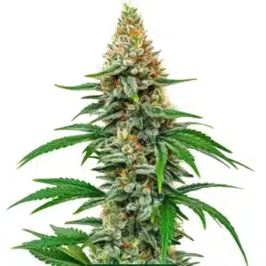 Gros plan de la variété Hawaiian Snow avec de longs bourgeons recouverts de trichomes.