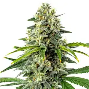 Haze autoflower cannabis plant with tall colas and frosty resin glands.