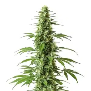 Plante de cannabis Haze CBD avec bourgeons allongés et trichomes argentés