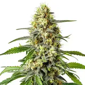 Haze XL auto cannabis plant with long central cola and frosty crystal-covered buds.