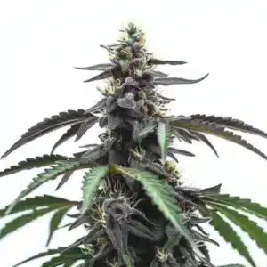 Grosse tête de cannabis Head Band couverte de trichomes sombres et brillants.