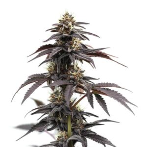 Tête de cannabis Headband Auto avec trichomes givrés et feuilles violettes élégantes.