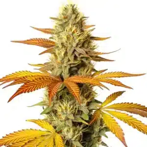 Hellfire Fast Version cannabis plant with fiery orange pistils and frosty trichomes