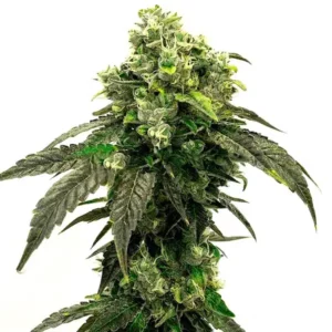 Fleur compacte de Hindu Kush avec trichomes givrés et feuilles vert foncé.