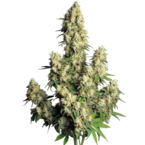 Hindu Kush Auto cannabis plant with compact kush-style buds