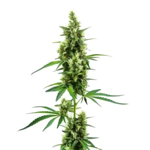Plante de cannabis Hindu Kush Regular avec des fleurs indica épaisses et des feuilles vertes riches