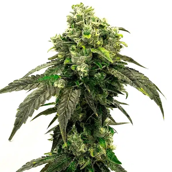 Hindu Kush