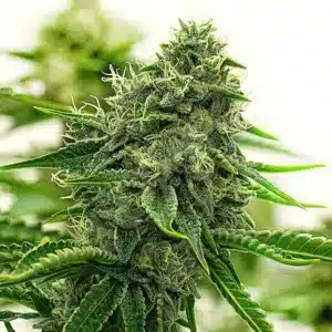 Bourgeon de cannabis Hippo High vert intense avec pistils clairs.