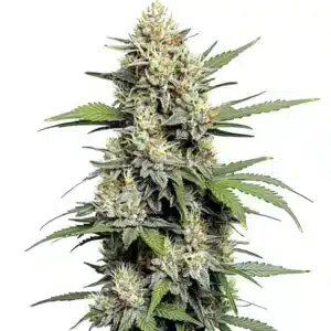 Fleur de cannabis Honey Buns givrée de résine brillante et pistils orangés.