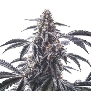 Plante de cannabis Horchata aux fleurs violettes et résine abondante.