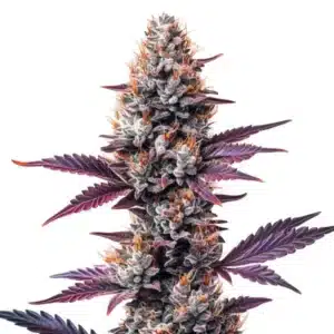 Fleur de cannabis Humboldt avec trichomes givrés et feuilles pourpres élégantes.
