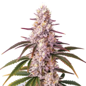 Cannabis Ice Cream Cake couvert de trichomes givrants.