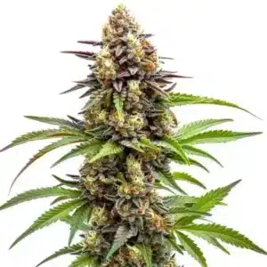 Plante de cannabis hybride Ice Cream x SFV OG dense et résineuse.