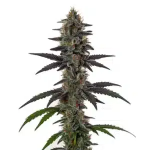 Bourgeon de cannabis Illemonati lumineux aux tons verts et jaunes.