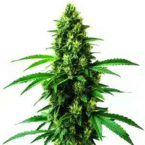 Tête de cannabis Irish Cream dense, avec pistils orangés et trichomes brillants.