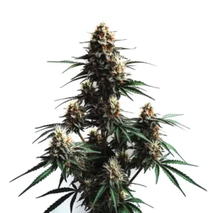 Jack Herer Auto cannabis plant with tall resin-covered buds