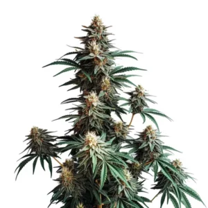 Jack Herer Fast Version cannabis plant with tall structure and frosty buds
