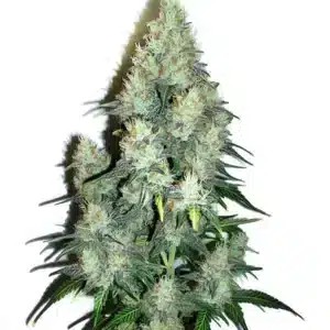 Tête de Jack Herer x Cinderella 99 Auto couverte de trichomes scintillants et pistils orangés.