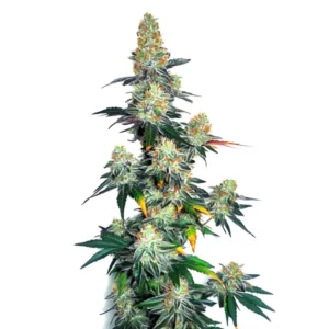Jack Herer x GG Autoflower plant with frosty hybrid buds