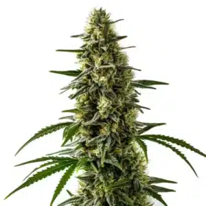 Plante de cannabis Jack Herer x Skunk avec des bourgeons denses et résineux recouverts de trichomes.