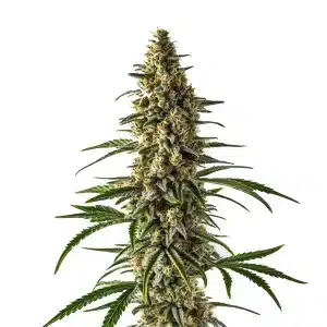 Croisement Jack Herer x Super Skunk montrant une tête résineuse et compacte.