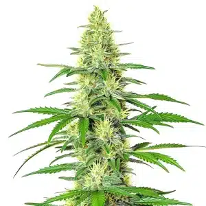 Jack Herer x White Widow auto cannabis plant with frosty dense buds.