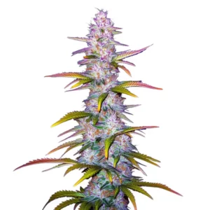 Gros plan d’une plante de cannabis Jack Horror aux têtes cristallisées.