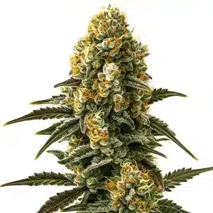 Bourgeons de cannabis Jilly Bean Regular avec pistils orange et trichomes givrés.
