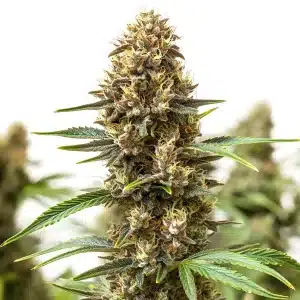 Bourgeon de cannabis Jony Pot x Pineapple Sherbet Regular aux pistils orange vif.