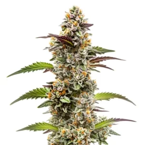 Plante de cannabis Jungle Breath avec des bourgeons denses recouverts de résine.