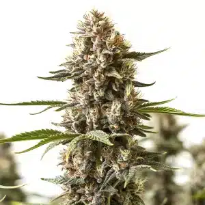 Plante de cannabis Kabrales avec fleurs denses et pistils orange vif.
