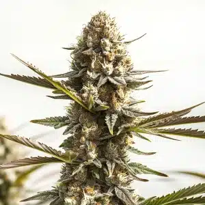 Kabrales auto cannabis plant with frosty dense colas and orange pistils.