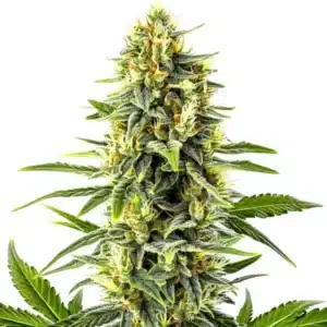 Kali Mist cannabis plant with dense, frosty buds and elongated leaves