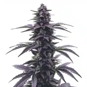 Key Lime Jack marijuana buds covered in trichomes and vibrant orange hairs