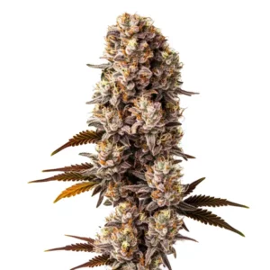 Killer cannabis strain with compact buds coated in sticky trichomes