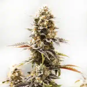 Sommet de plante Koji avec bourgeons recouverts de trichomes.