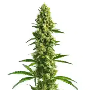 Kosher Kush, variété de cannabis indica riche en THC aux têtes résineuses.