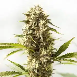 Croisement Kosher Kush x Tangerine avec fleurs colorées et résine abondante.